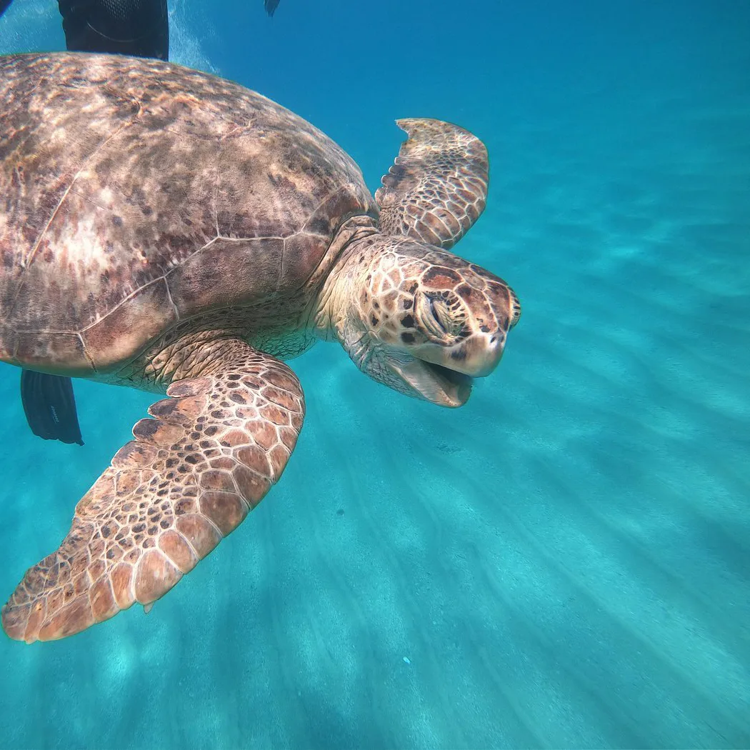 A green sea turtle gliding over a seagrass meadow in the clear waters of Marsa Alam