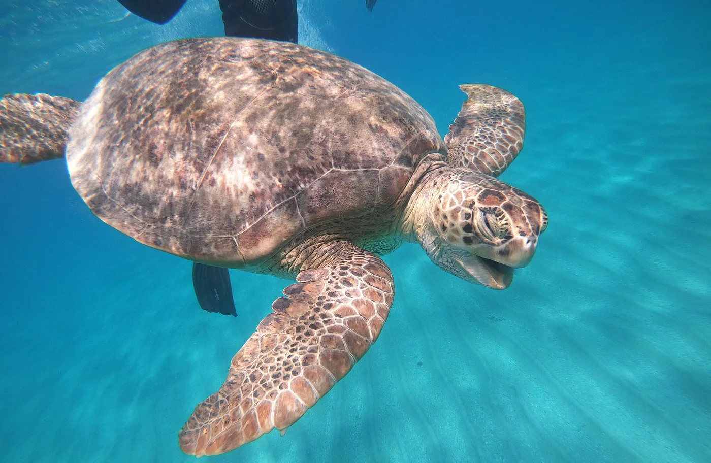 A green sea turtle gliding over a seagrass meadow in the clear waters of Marsa Alam