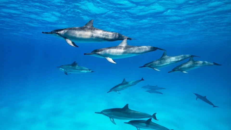 Spinner dolphins swimming together